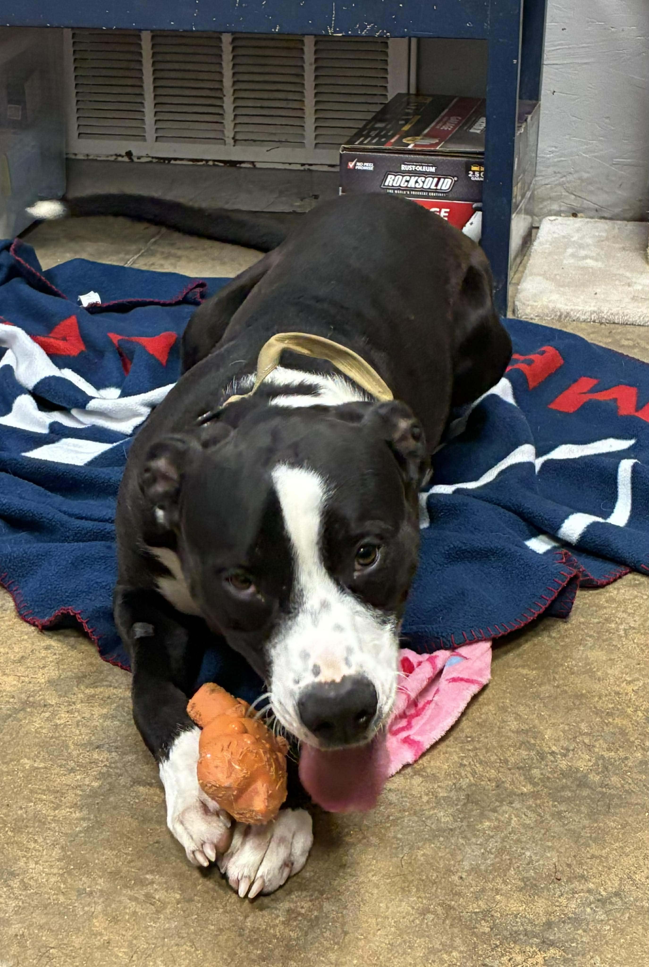 Enlarge Moose Johnston, a Adoptable mixed breed in Petersburg, IL image 3/6