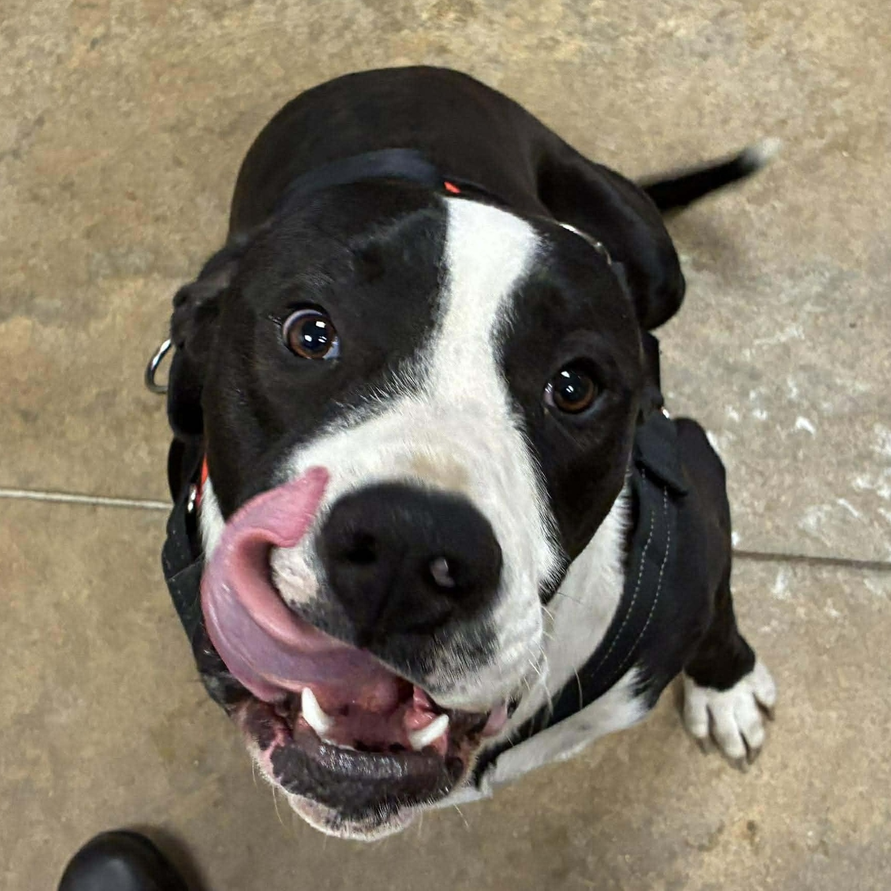 Moose Johnston, a Adoptable mixed breed in Petersburg, IL image 2/5