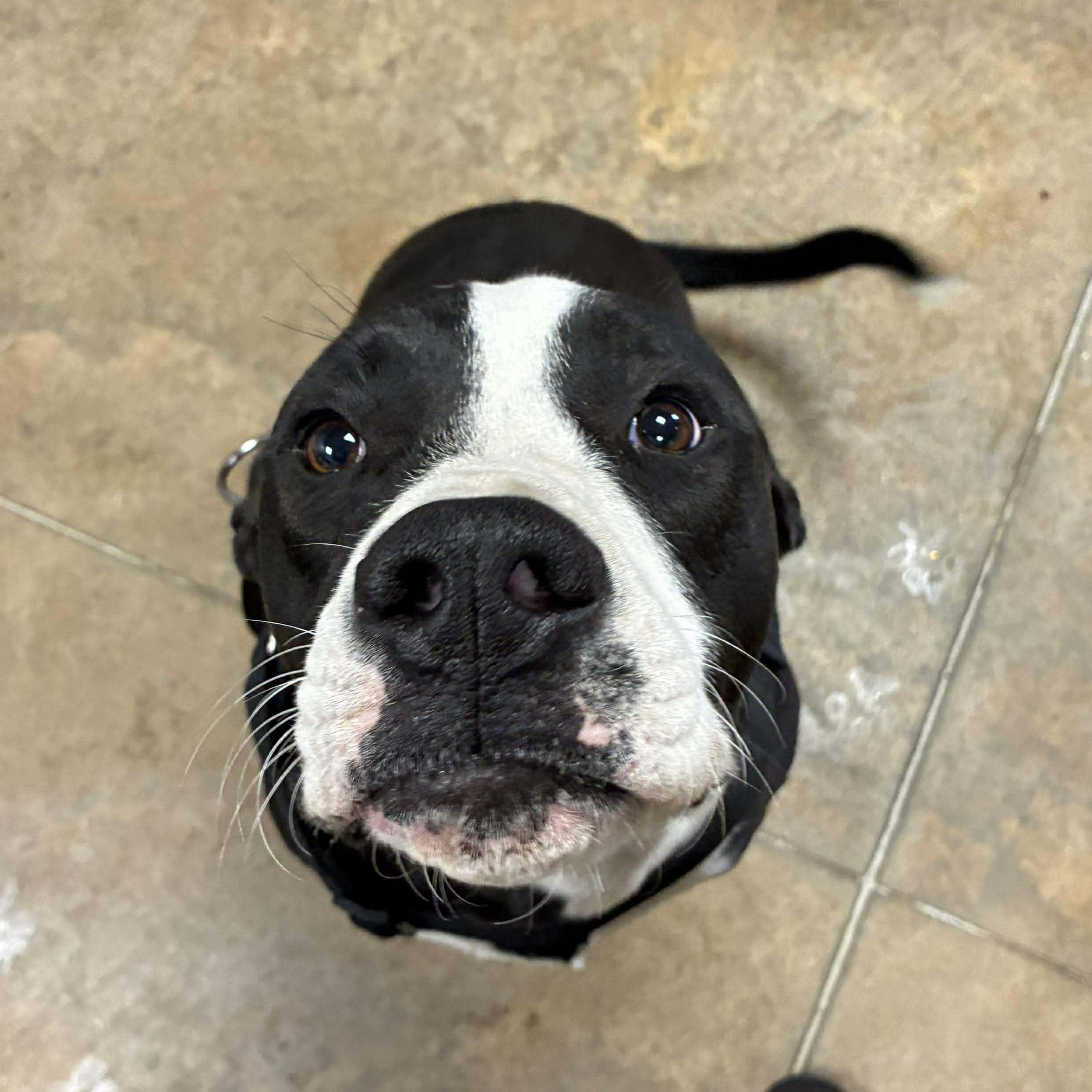 Moose Johnston, a Adoptable mixed breed in Petersburg, IL image 1/5