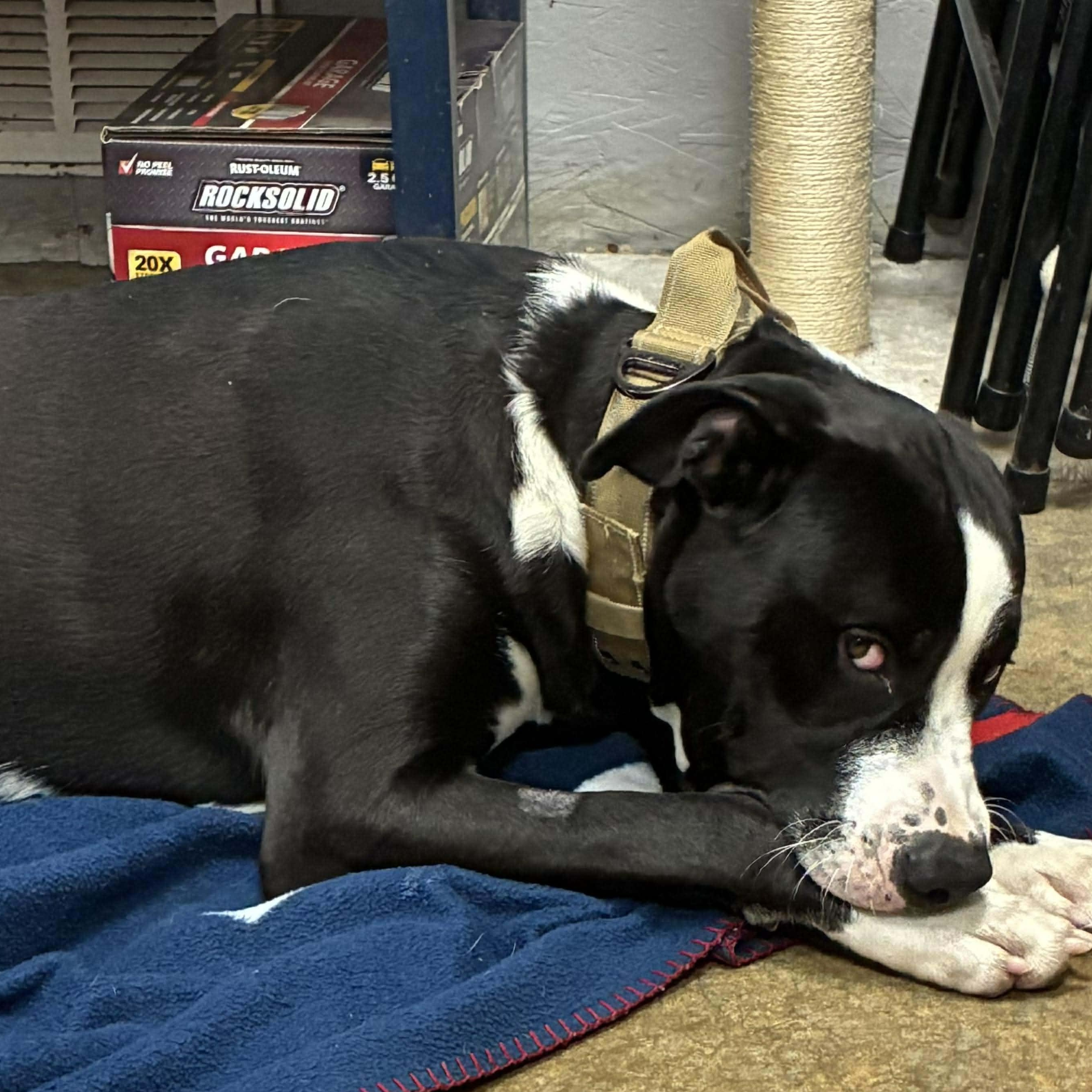 Enlarge Moose Johnston, a Adoptable mixed breed in Petersburg, IL image 5/6