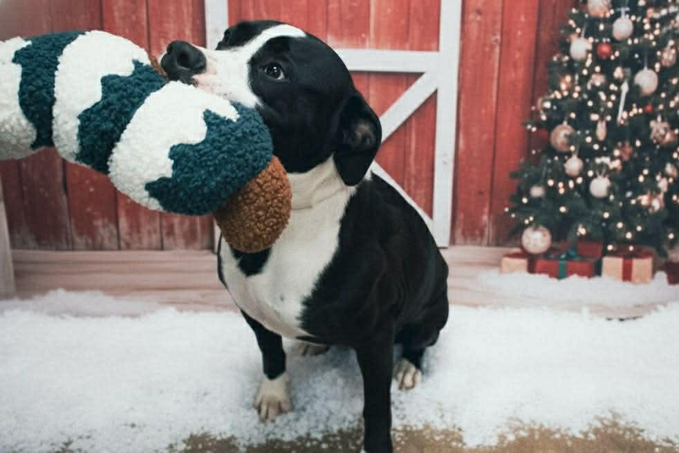 Enlarge Moose Johnston, a Adoptable mixed breed in Petersburg, IL image 6/6