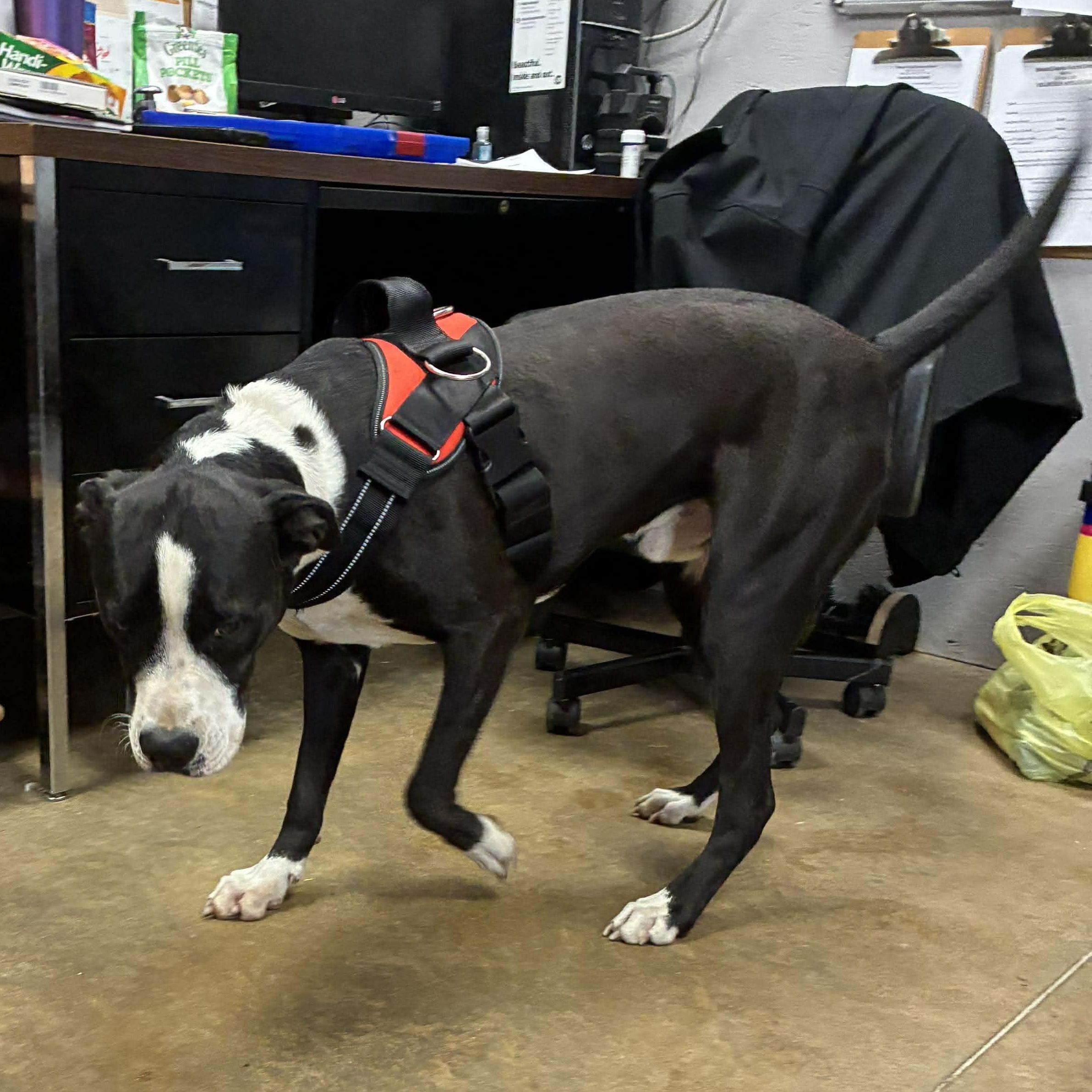 Moose Johnston, a Adoptable mixed breed in Petersburg, IL image 4/5