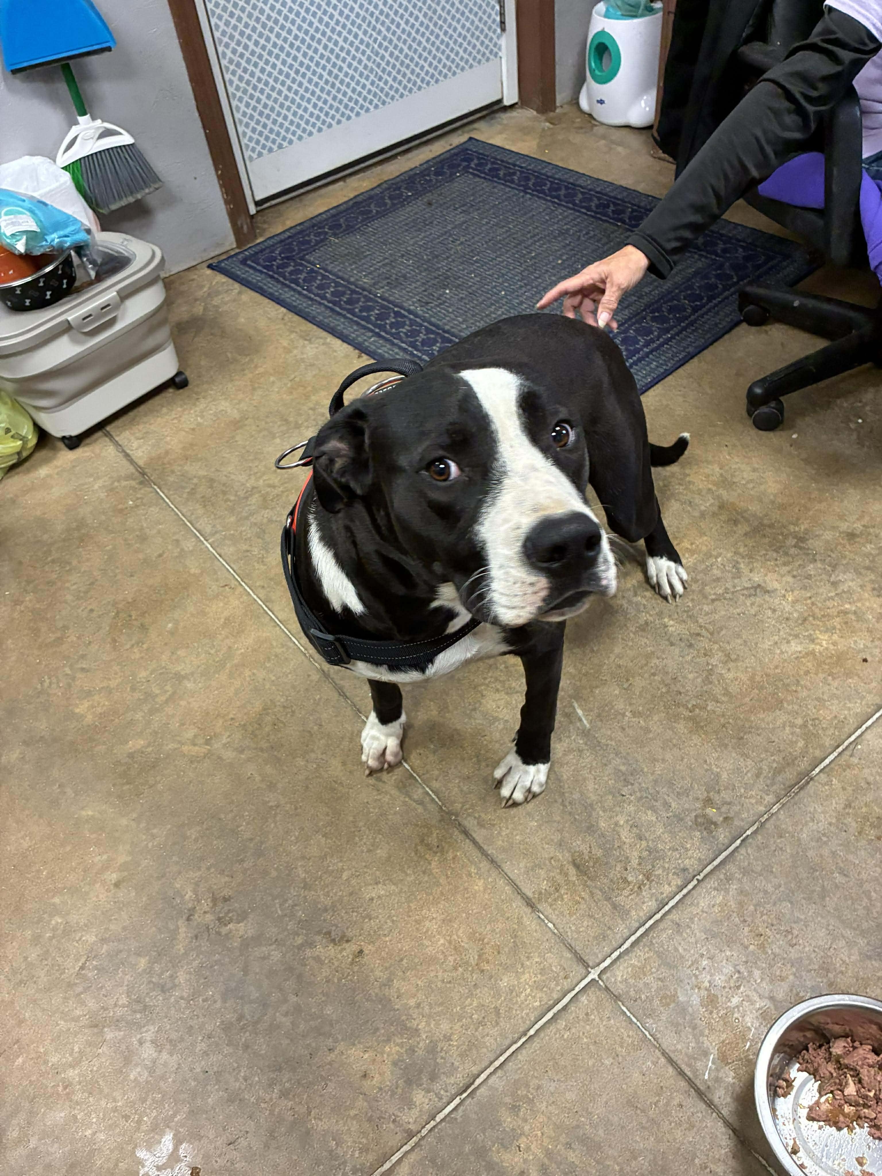 Moose Johnston thumbnail 3