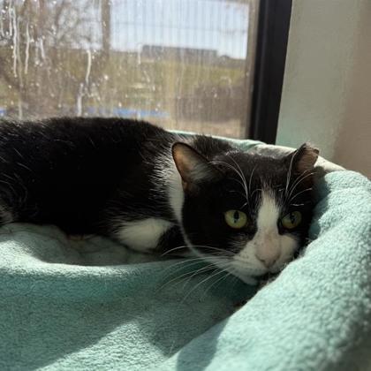 Enlarge Safari, a Adoptable Domestic Short Hair in Dallas, TX image 1/5