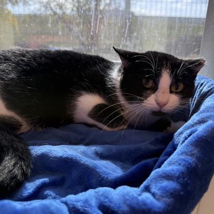 Enlarge Safari, a Adoptable Domestic Short Hair in Dallas, TX image 4/5