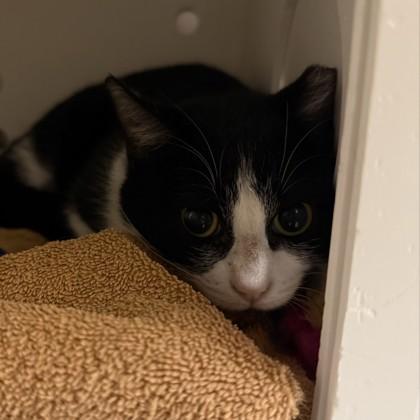 Enlarge Safari, a Adoptable Domestic Short Hair in Dallas, TX image 5/5