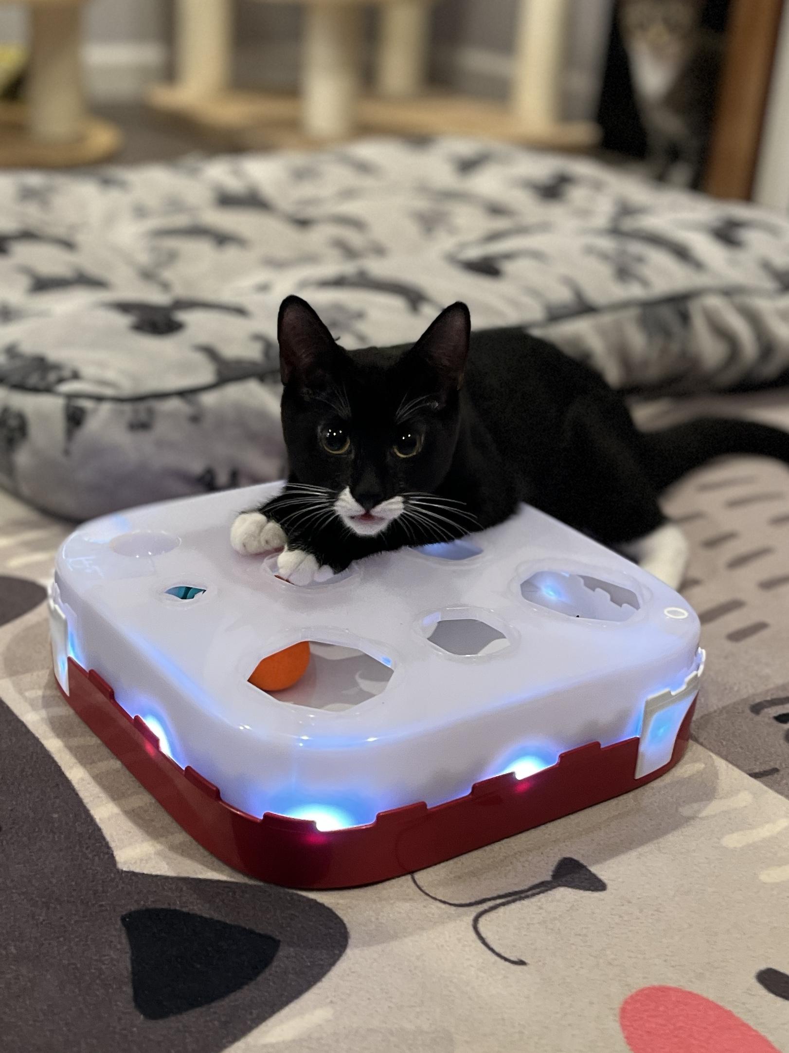 Enlarge Bella, an adopted Domestic Short Hair in Manorville, NY image 3/4