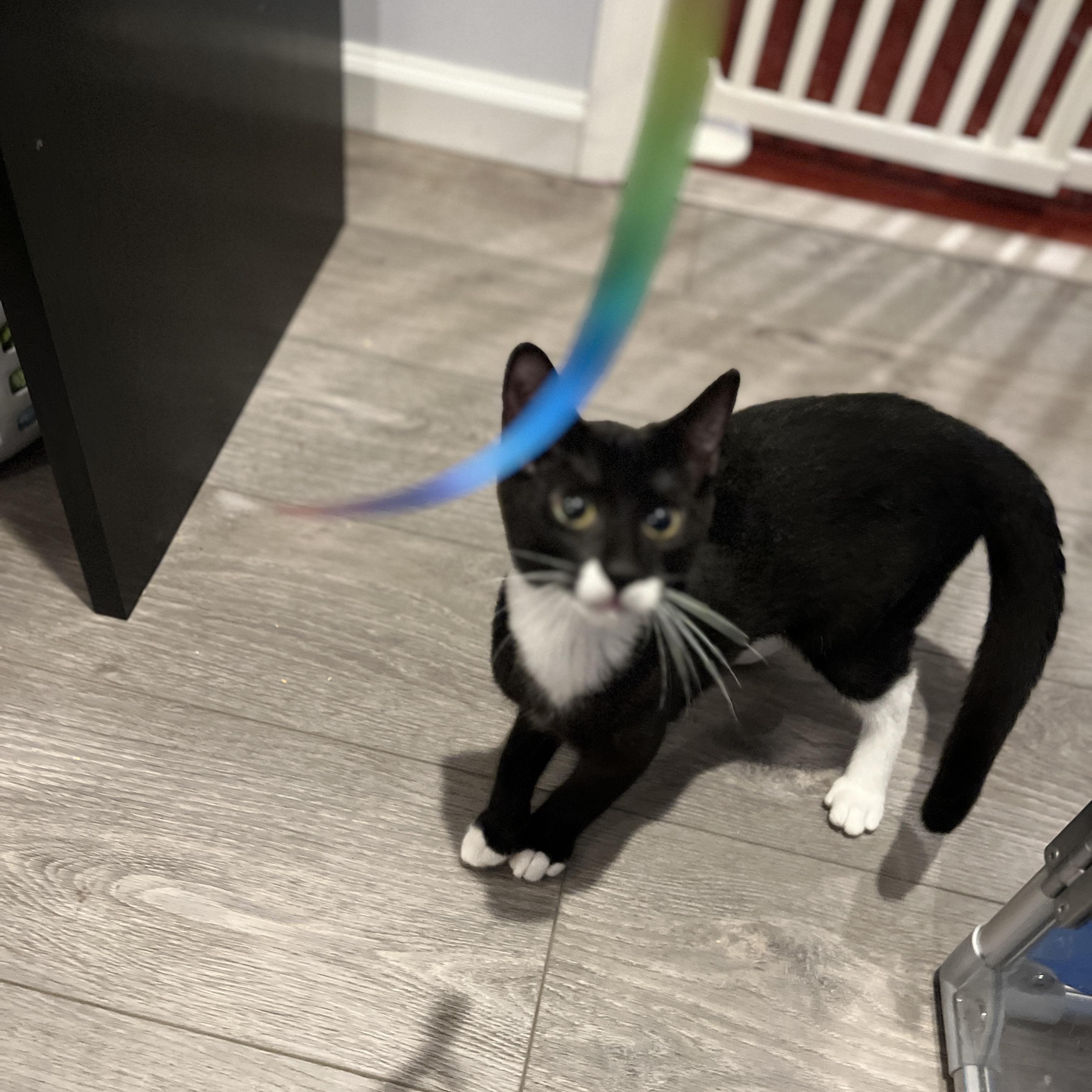 Bella, adopted, Kitten Female Domestic Short Hair.