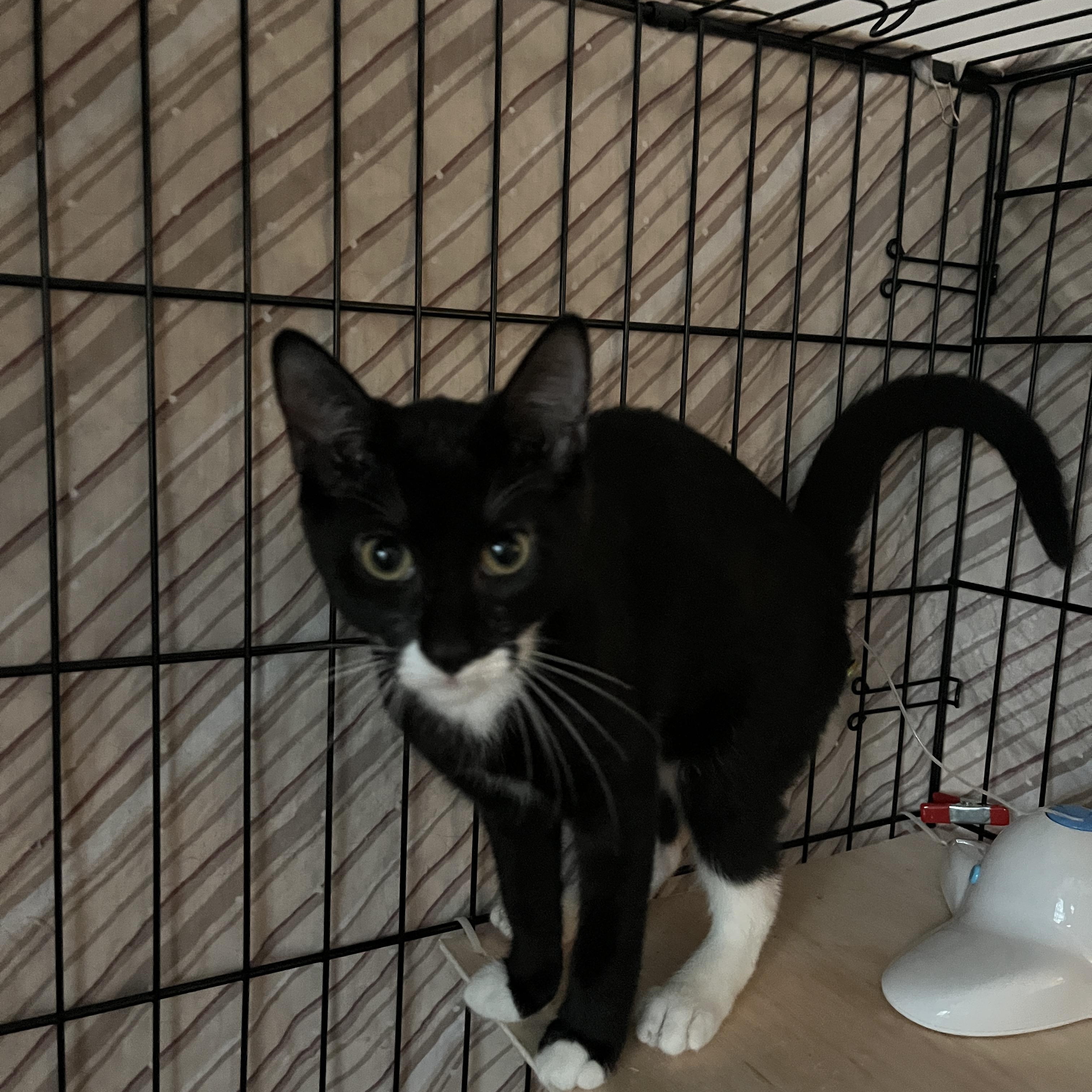 Enlarge Bella, an adopted Domestic Short Hair in Manorville, NY image 4/4