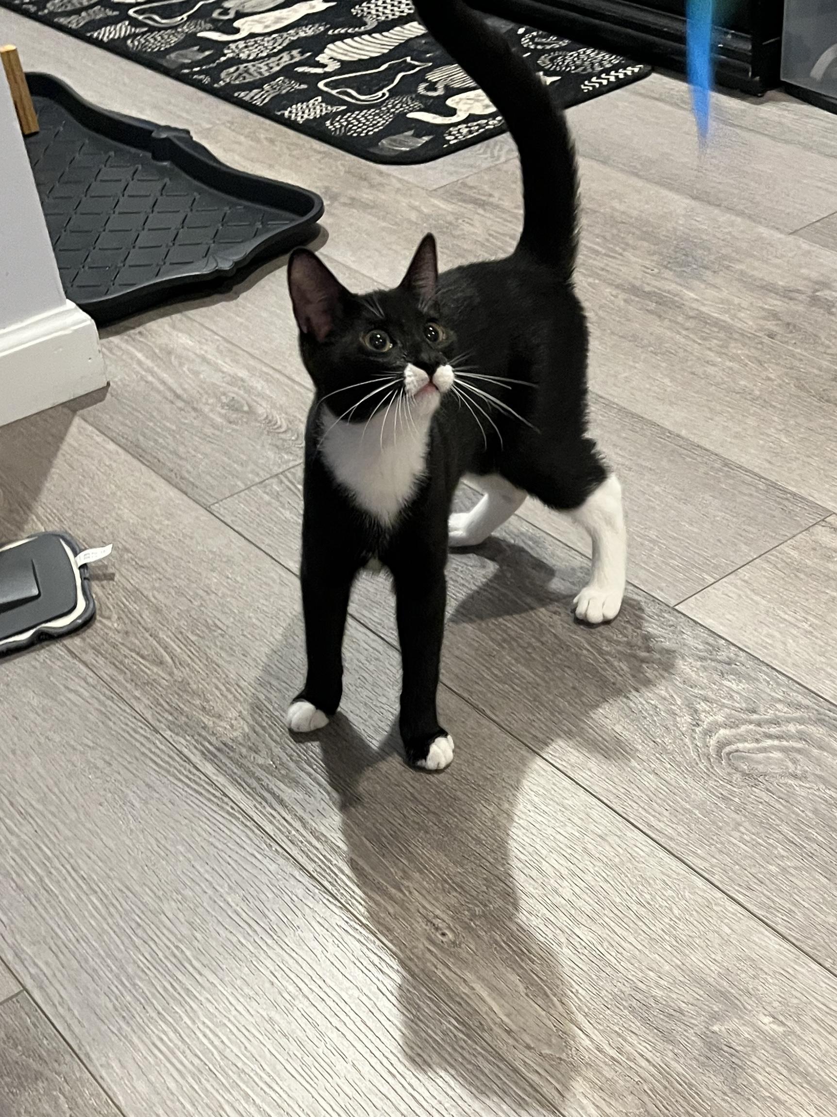 Bella, adopted, Kitten Female Domestic Short Hair.