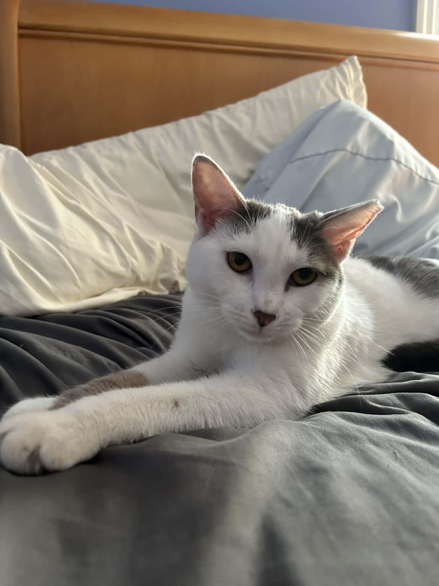 Country, ADOPTABLE, Young Female Domestic Short Hair.