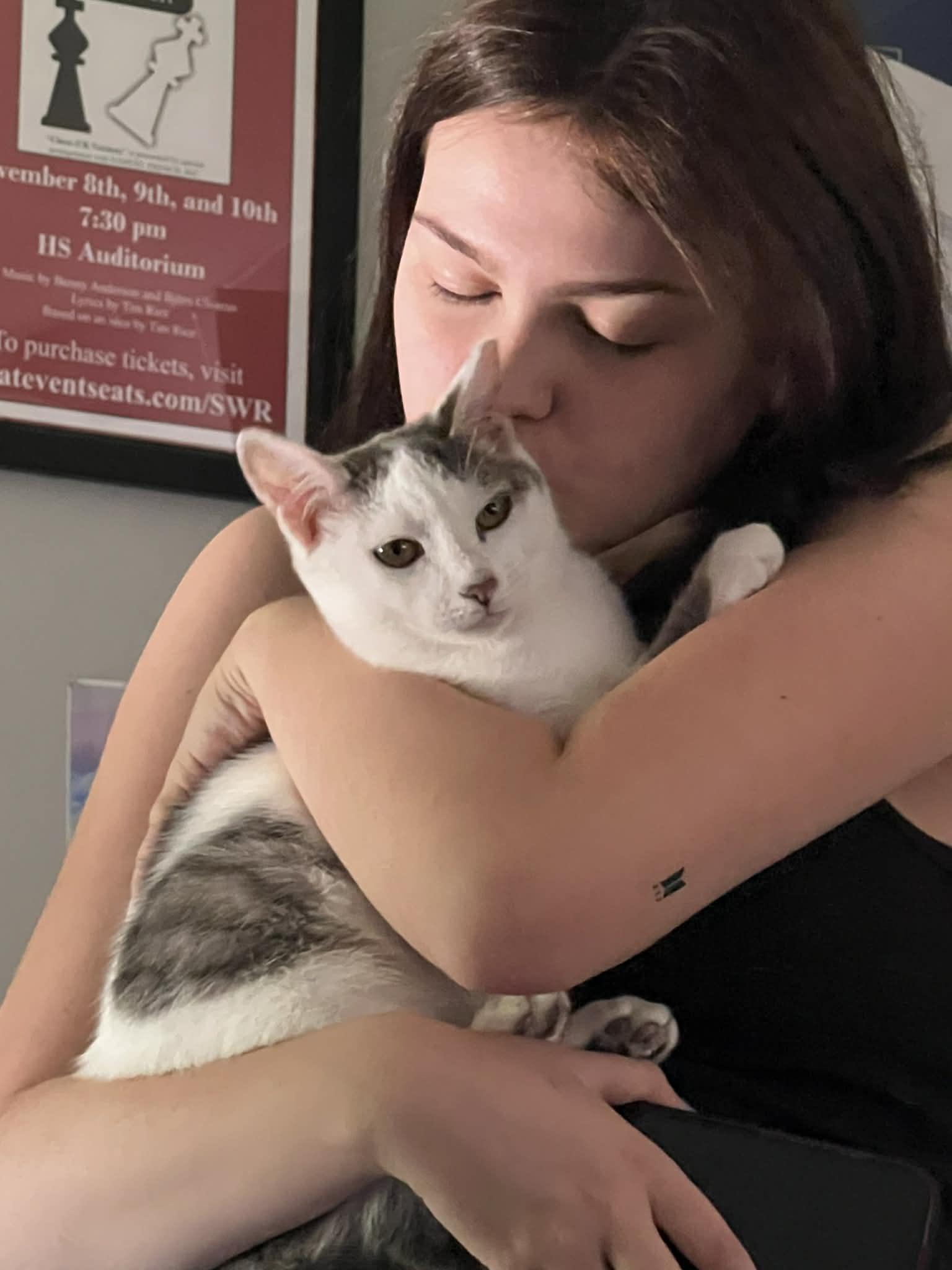 Enlarge Country, a ADOPTABLE Domestic Short Hair in Wading River, NY image 2/4