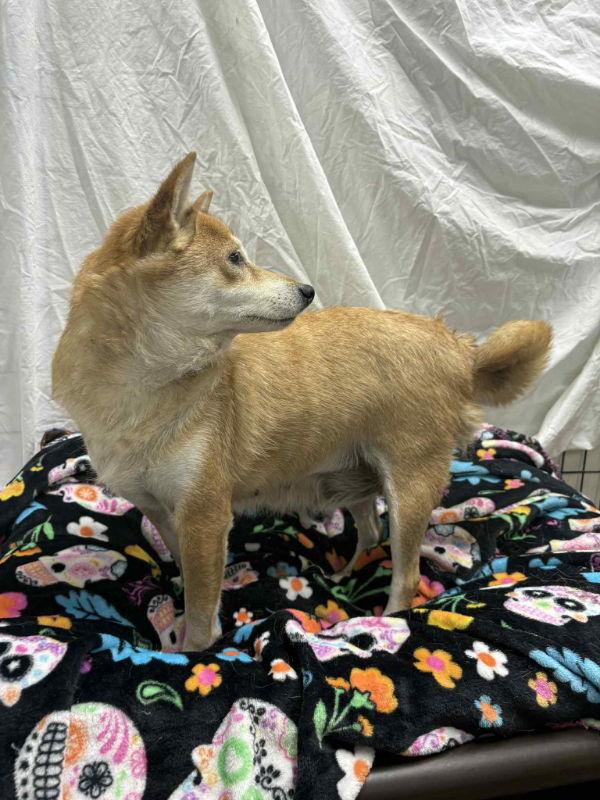 Enlarge Nakita, a Adoptable Shiba Inu in Mukwonago, WI image 1/3