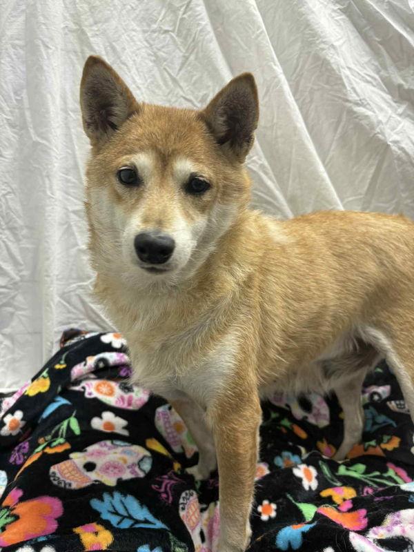 Nakita, a Adoptable Shiba Inu in Mukwonago, WI image 3/3