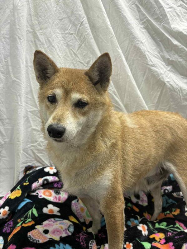Enlarge Nakita, a Adoptable Shiba Inu in Mukwonago, WI image 3/3