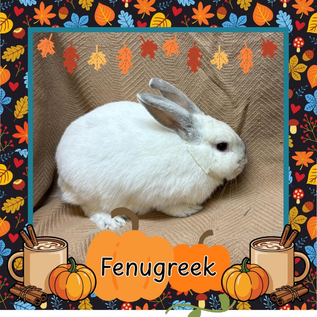 Enlarge Fenugreek, a Adopted Bunny Rabbit in Elizabethtown, KY image 1/6