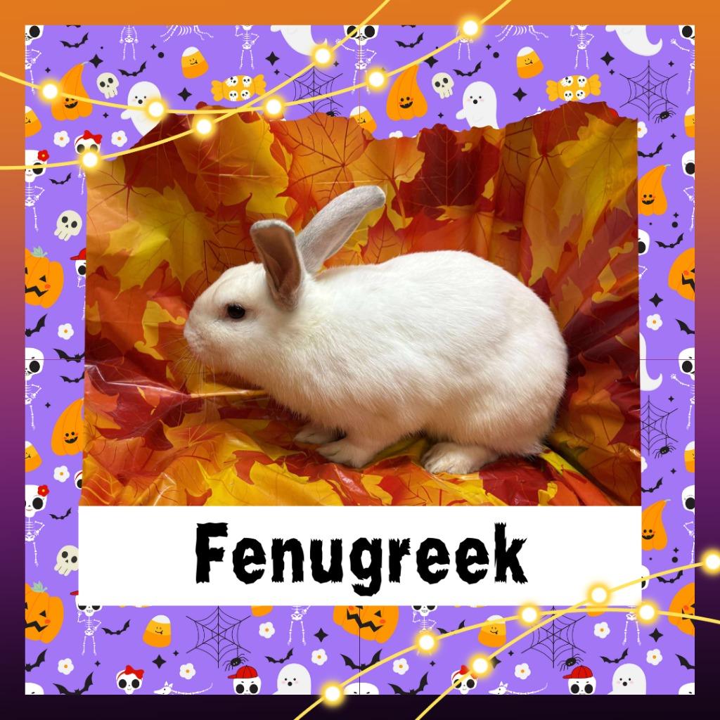 Enlarge Fenugreek, a Adopted Bunny Rabbit in Elizabethtown, KY image 2/6