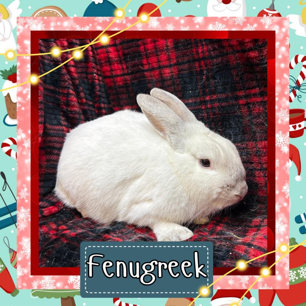 Enlarge Fenugreek, a Adoptable Bunny Rabbit in Elizabethtown, KY image 4/6