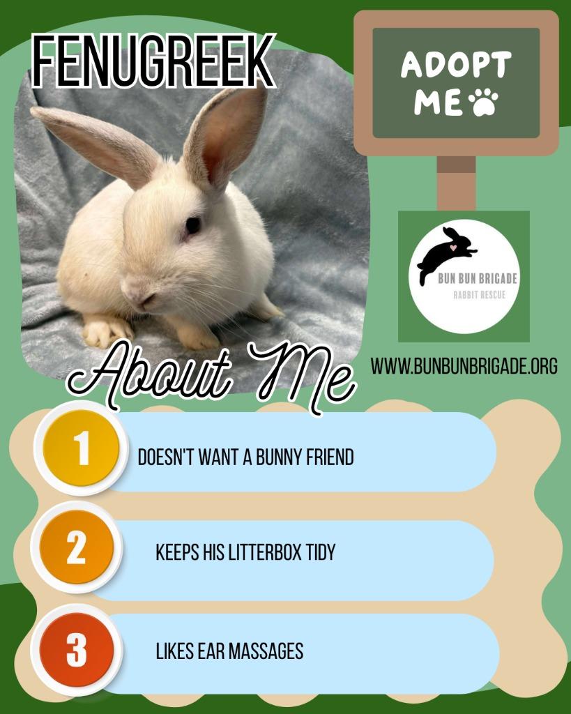Enlarge Fenugreek, a Adopted Bunny Rabbit in Elizabethtown, KY image 3/6