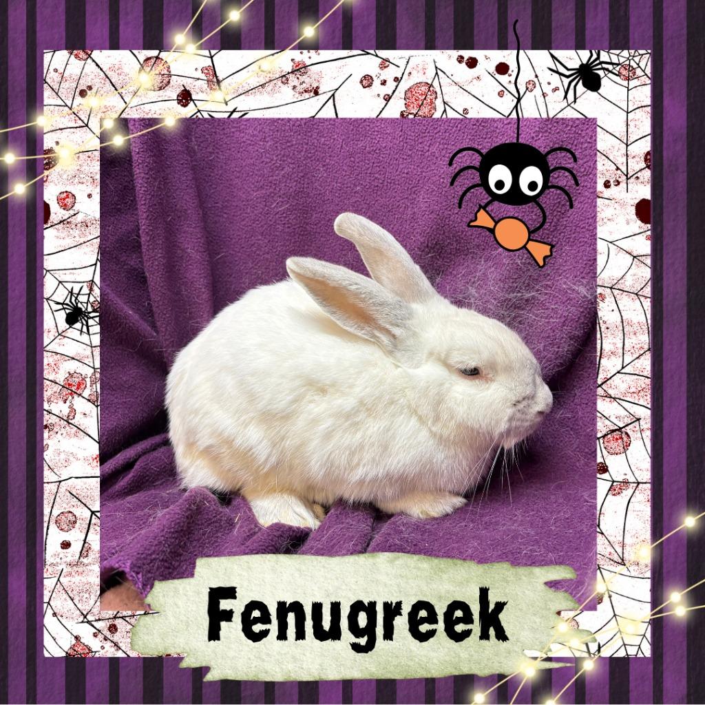Enlarge Fenugreek, a Adopted Bunny Rabbit in Elizabethtown, KY image 4/6