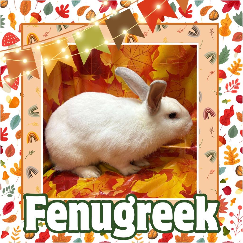 Enlarge Fenugreek, a Adopted Bunny Rabbit in Elizabethtown, KY image 5/6