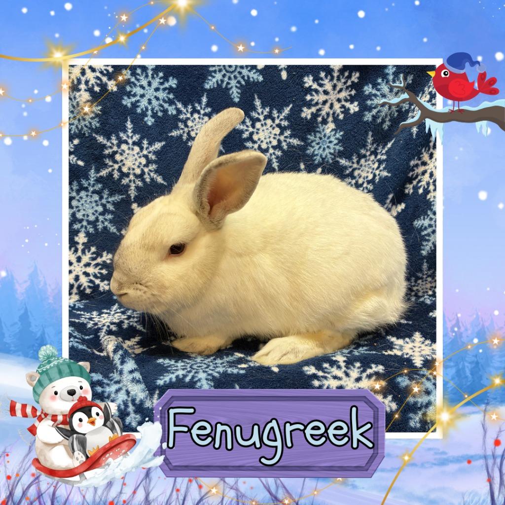 Enlarge Fenugreek, a Adopted Bunny Rabbit in Elizabethtown, KY image 6/6