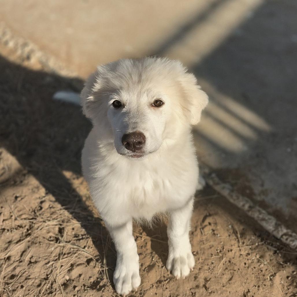 Enlarge Piper, a Adoptable Great Pyrenees in Oxford, ME image 1/6