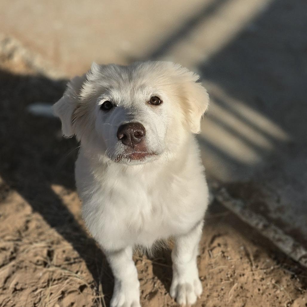 Enlarge Piper, a Adoptable Great Pyrenees in Oxford, ME image 2/6