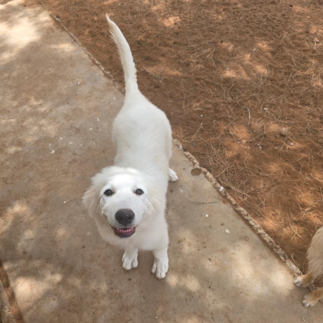 Enlarge Piper, a Adoptable Great Pyrenees in Oxford, ME image 3/6