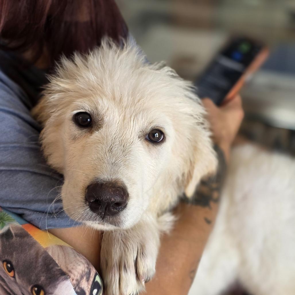 Enlarge Piper, a Adoptable Great Pyrenees in Oxford, ME image 4/6