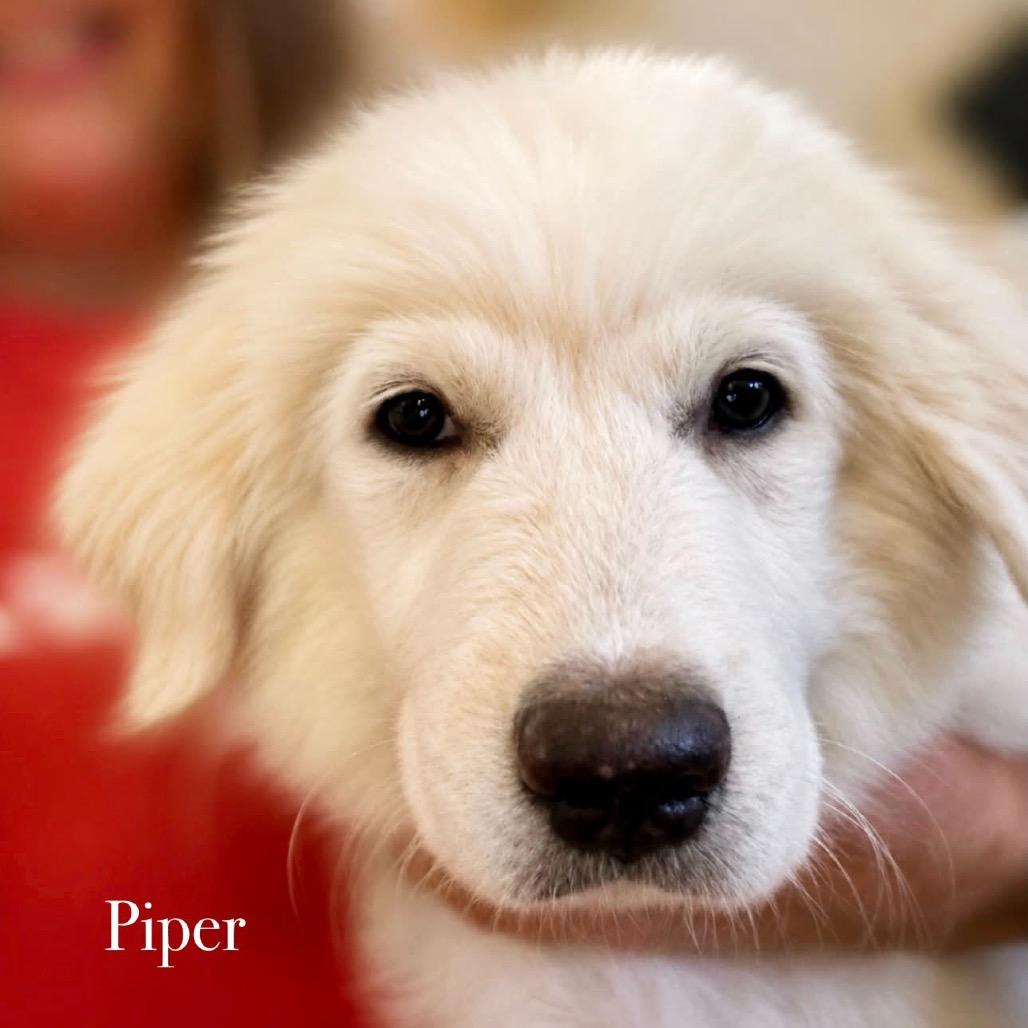 Enlarge Piper, a Adoptable Great Pyrenees in Oxford, ME image 5/6