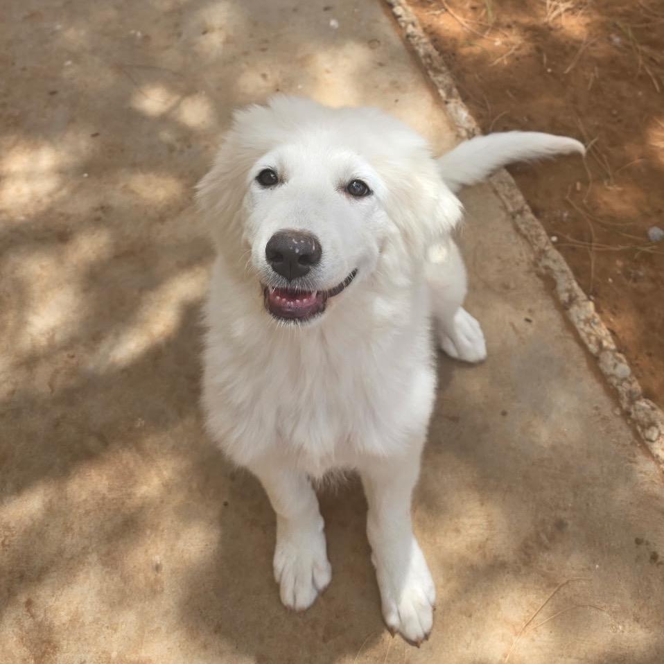 Enlarge Piper, a Adoptable Great Pyrenees in Oxford, ME image 6/6