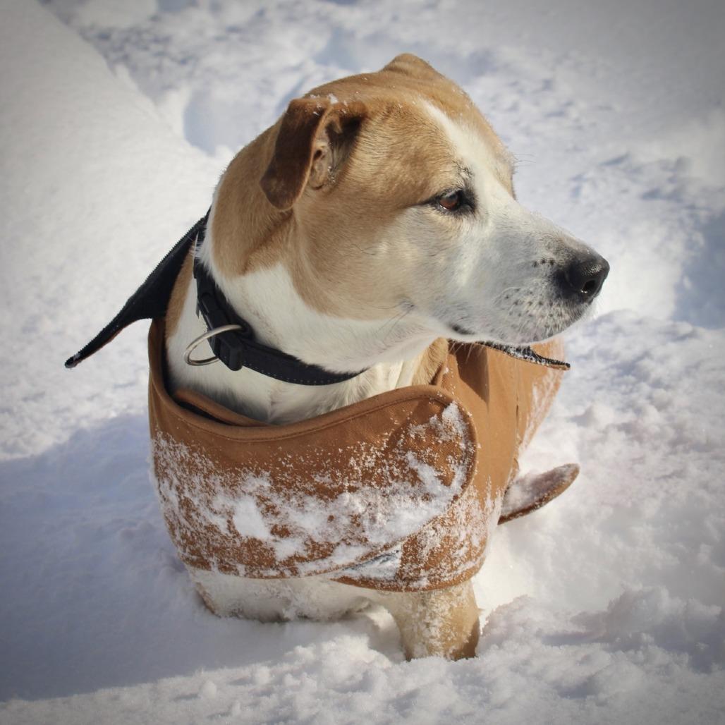 Cecil, Adoptable, Adult Male Labrador Retriever.