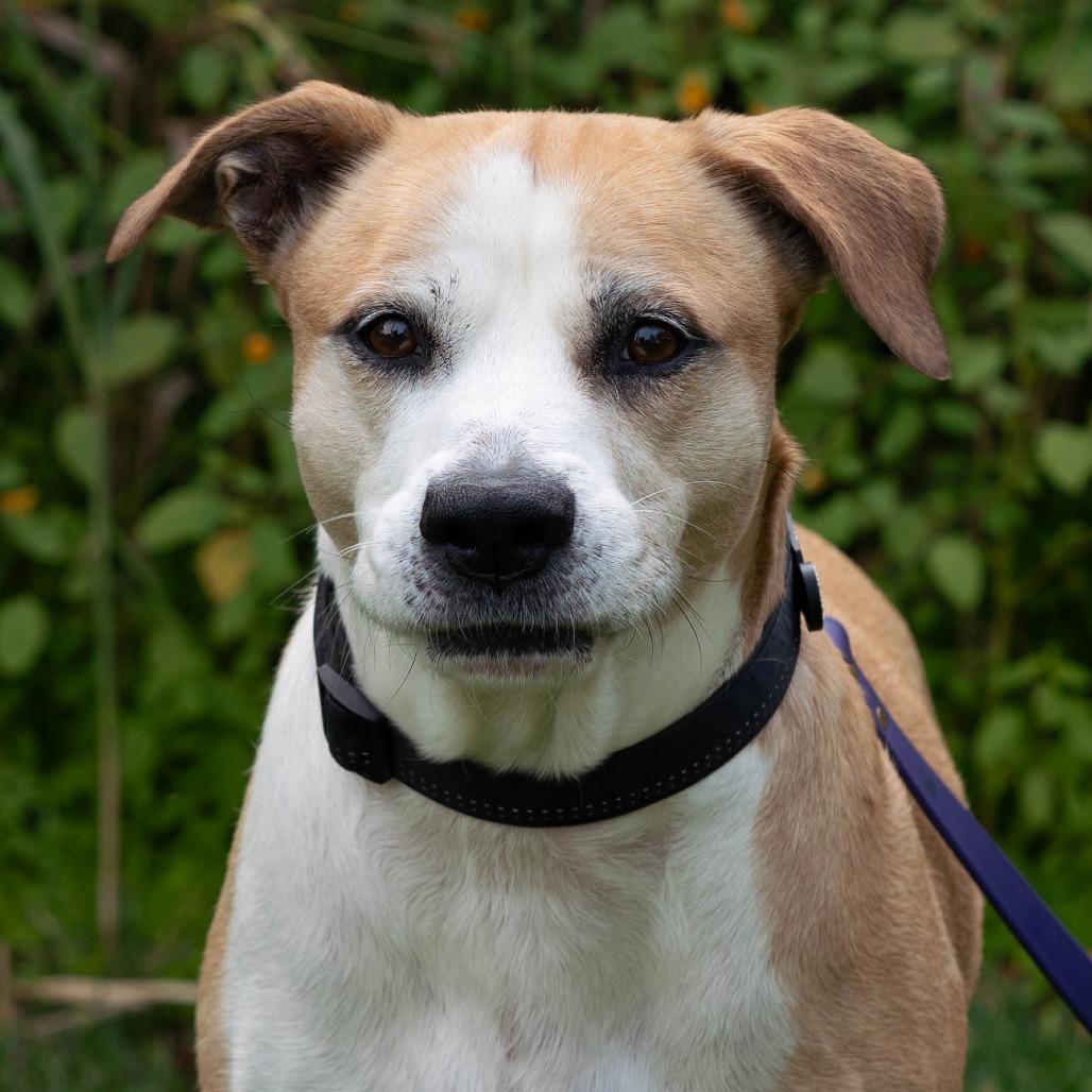 Cecil, Adoptable, Adult Male Labrador Retriever & Mixed Breed.