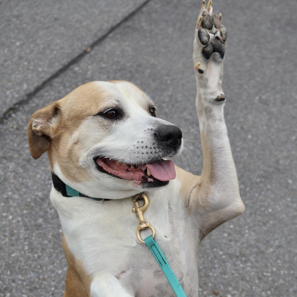 Cecil, a Adoptable mixed breed in Briarcliff Manor, NY image 2/5