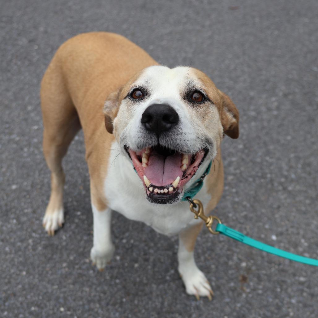 Cecil, a Adoptable mixed breed in Briarcliff Manor, NY image 3/5