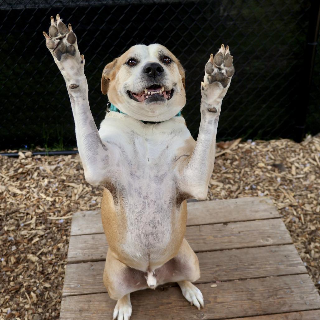 Enlarge Cecil, a Adoptable mixed breed in Briarcliff Manor, NY image 3/6
