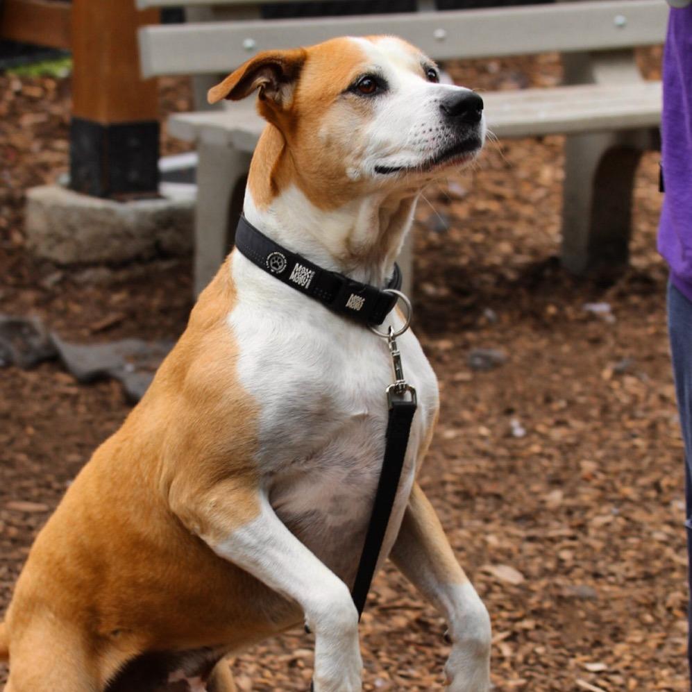 Enlarge Cecil, a Adoptable Labrador Retriever in Briarcliff Manor, NY image 3/3