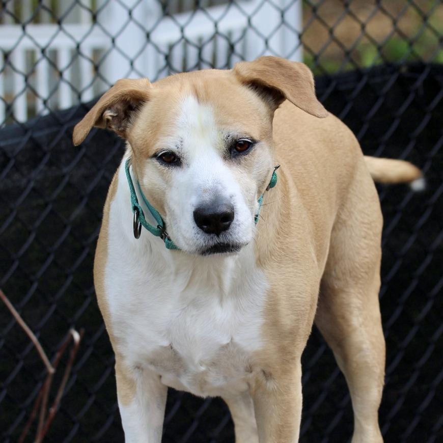 Enlarge Cecil, a Adoptable mixed breed in Briarcliff Manor, NY image 5/6