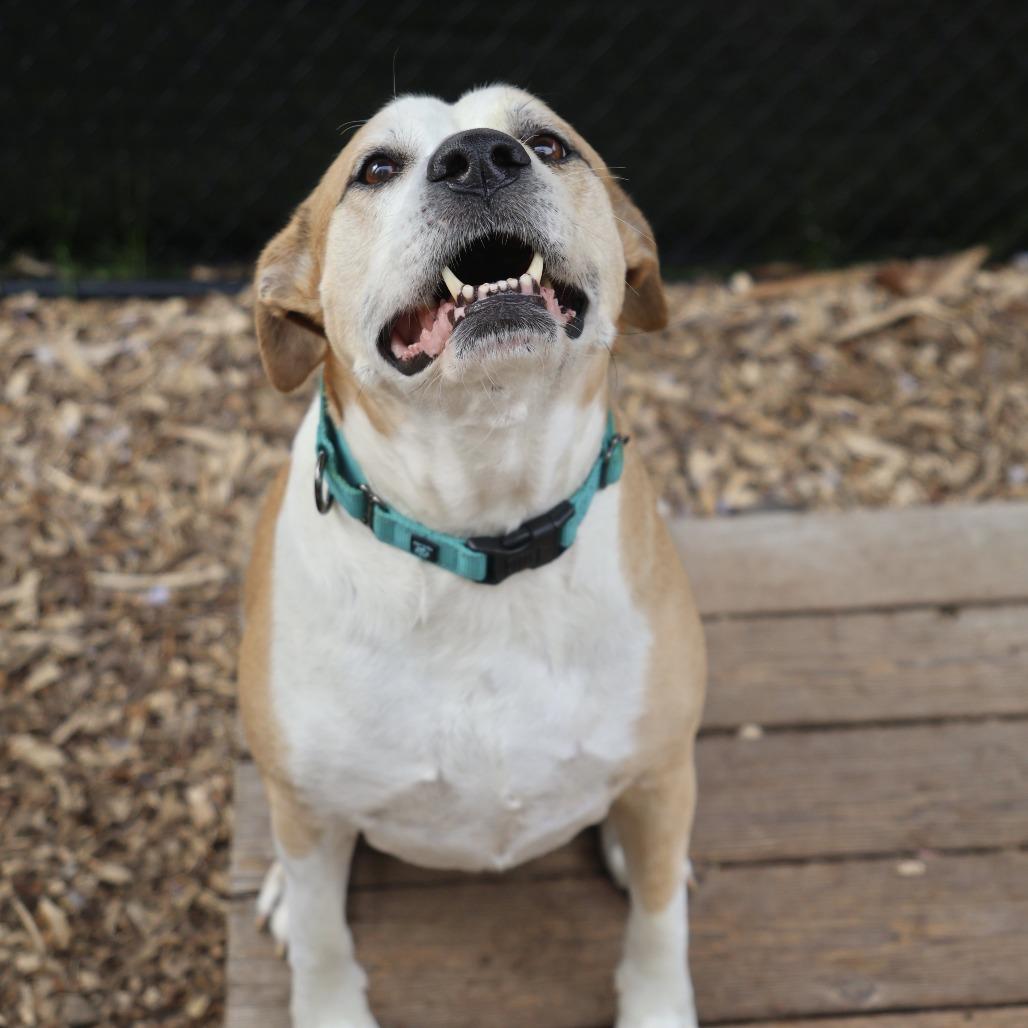 Enlarge Cecil, a Adoptable mixed breed in Briarcliff Manor, NY image 6/6