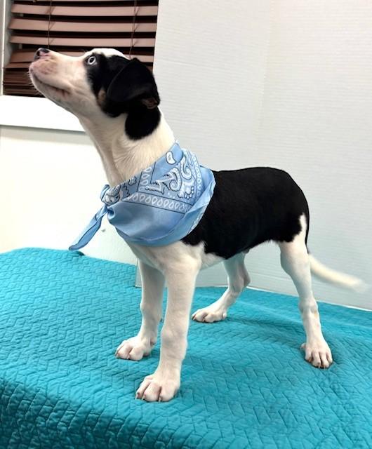 Enlarge Sugar Cookie, a ADOPTABLE mixed breed in Hawk Point, MO image 4/4