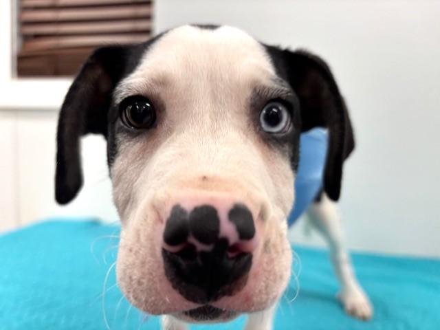 Enlarge Sugar Cookie, a ADOPTABLE mixed breed in Hawk Point, MO image 2/4