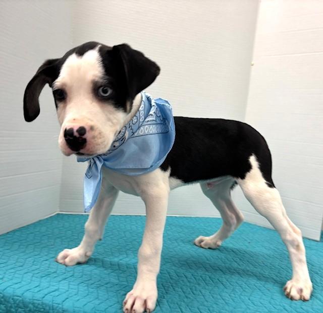 Enlarge Sugar Cookie, a ADOPTABLE mixed breed in Hawk Point, MO image 1/4