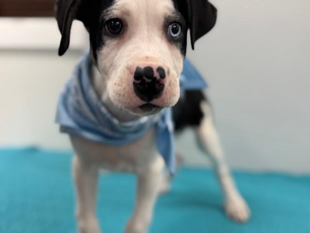 Enlarge Sugar Cookie, a ADOPTABLE mixed breed in Hawk Point, MO image 3/4