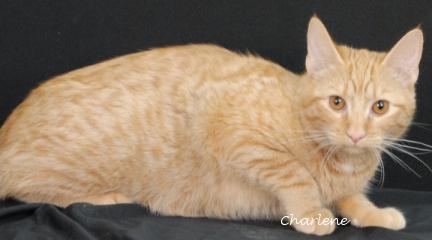 Butter Chubs, Young Male Tabby