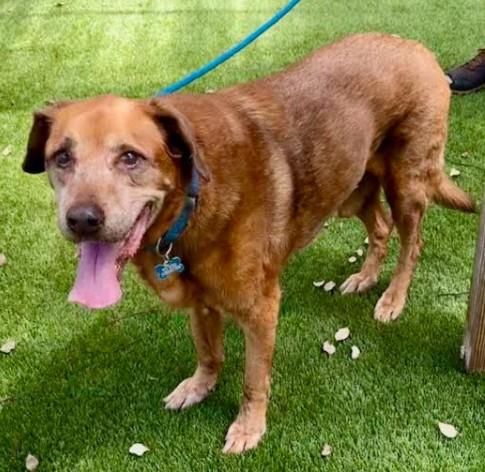 Enlarge Rusty, a Adoptable Labrador Retriever in Palm Harbor, FL image 3/4
