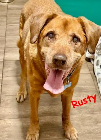 Enlarge Rusty, a Adoptable Labrador Retriever in Palm Harbor, FL image 2/4