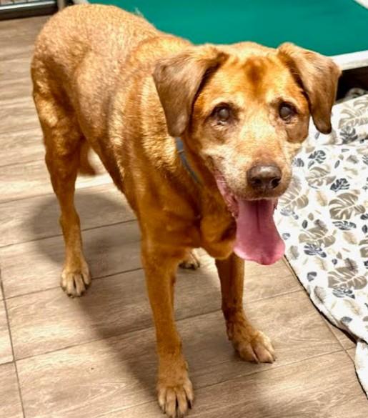 Enlarge Rusty, a Adoptable Labrador Retriever in Palm Harbor, FL image 4/4