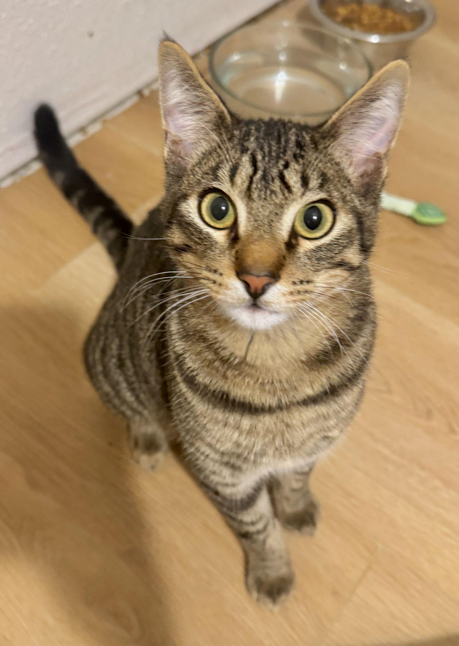 James, Adoptable, Young Male Tabby & Domestic Short Hair.