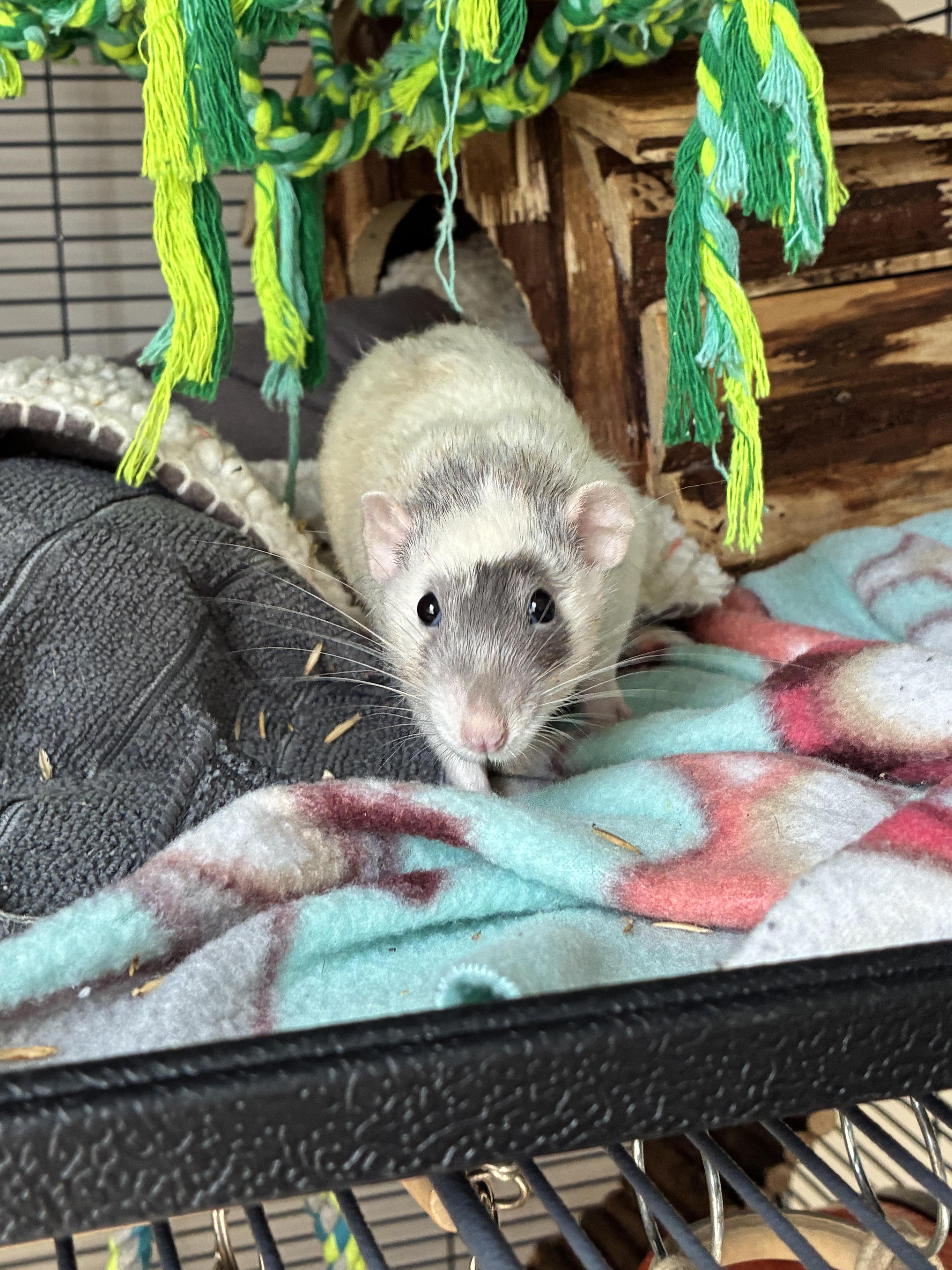JMCS Boys Club, ADOPTABLE, Adult Male Rat.